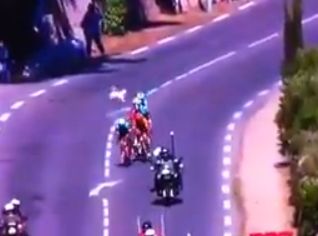 Watch Dog Barely Escapes Tour de France Crush E! Online CA